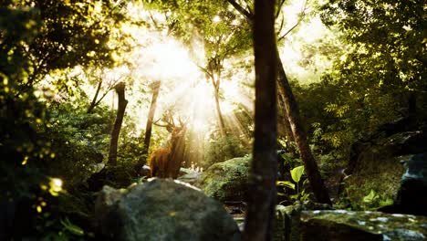 Ciervo-Rojo-En-El-Bosque