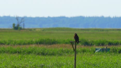 black kite grooms himself in front of a green meadow on a hot summer day