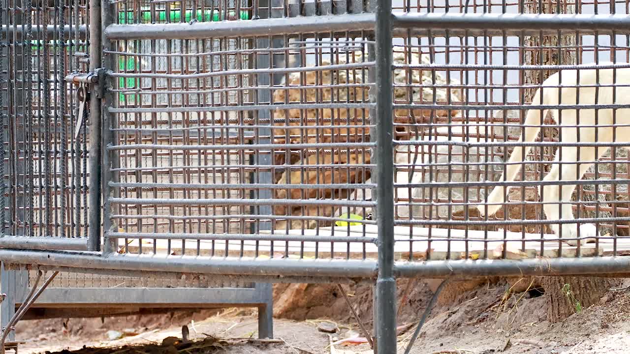 leones interactuando dentro de un recinto del zoológico