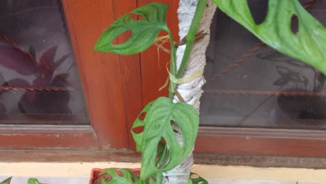 beautiful green philodendron monstera adansonii leaves in indonesia called daun janda bolong at home outdoors