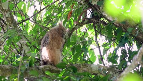 the buffy fish owl is a big owl and yet the smallest among the four fish owls