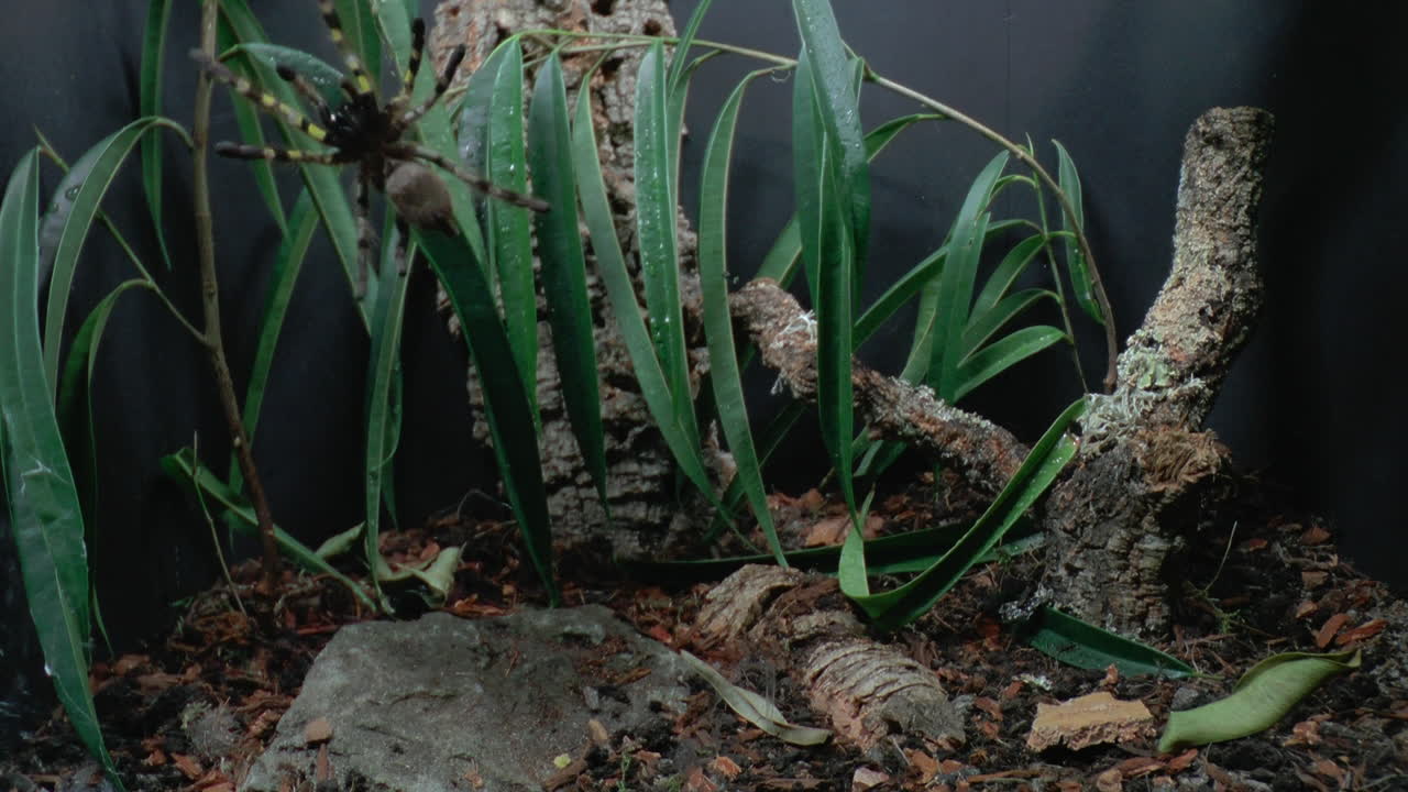 걷는 독거미의 전면 클로즈업 보기