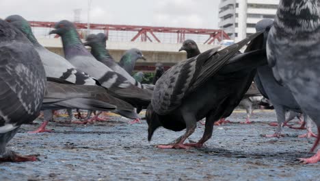 close up a flock of hungry pigeons on the street, flying on the pavement, fighting for food and eating pieces of bread