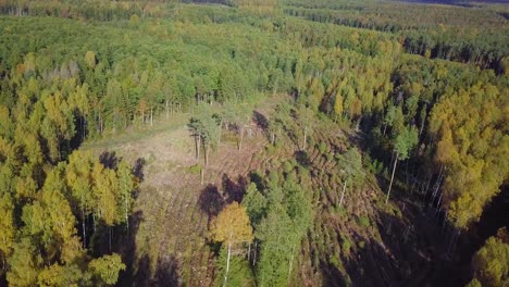 early autumn in forest, aerial top view, mixed forest, green conifers, deciduous trees with yellow leaves, fall colors woodland, nordic forest landscape, wide angle establishing shot moving backward