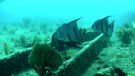 fish and divers swim around a shipwreck 1