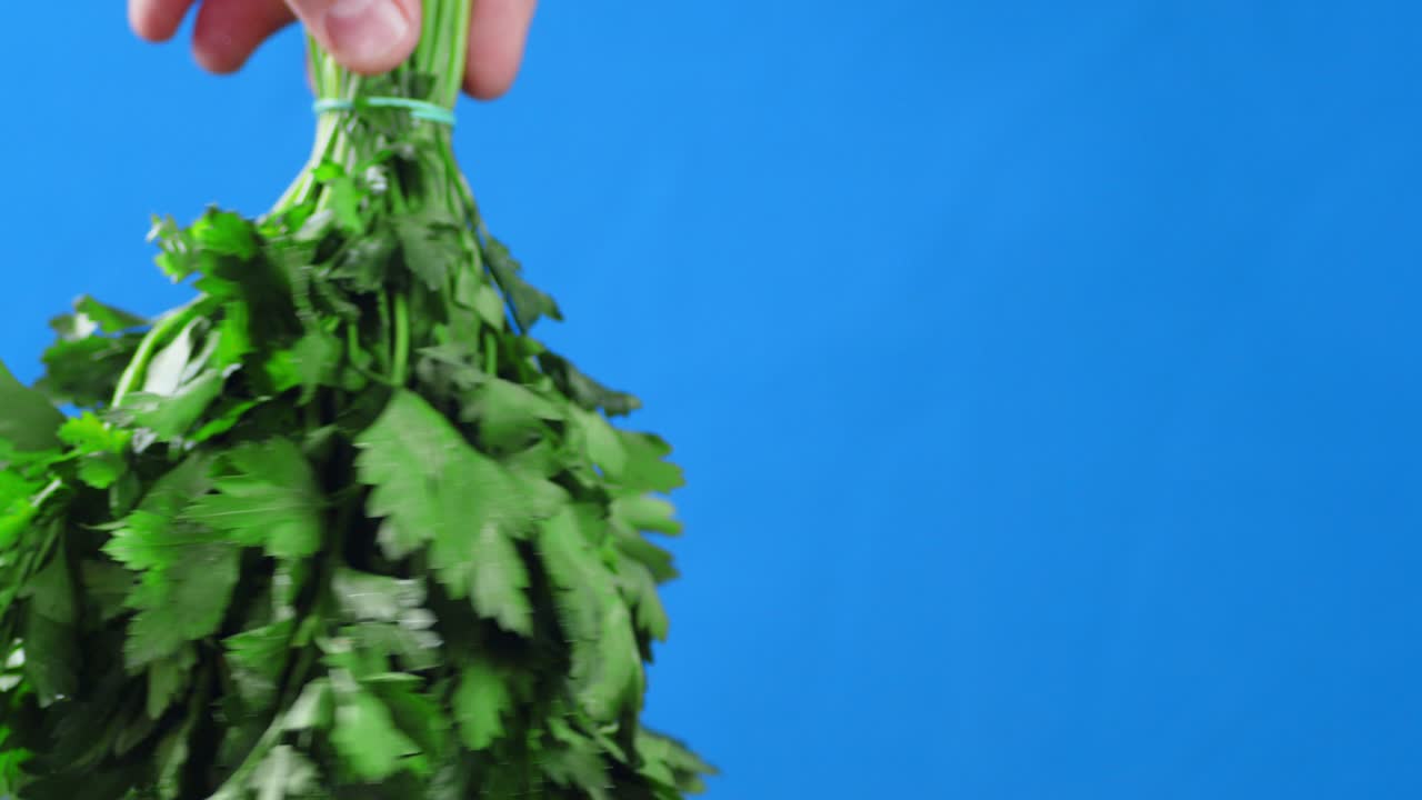 la mano del hombre gira un paquete de perejil fresco.