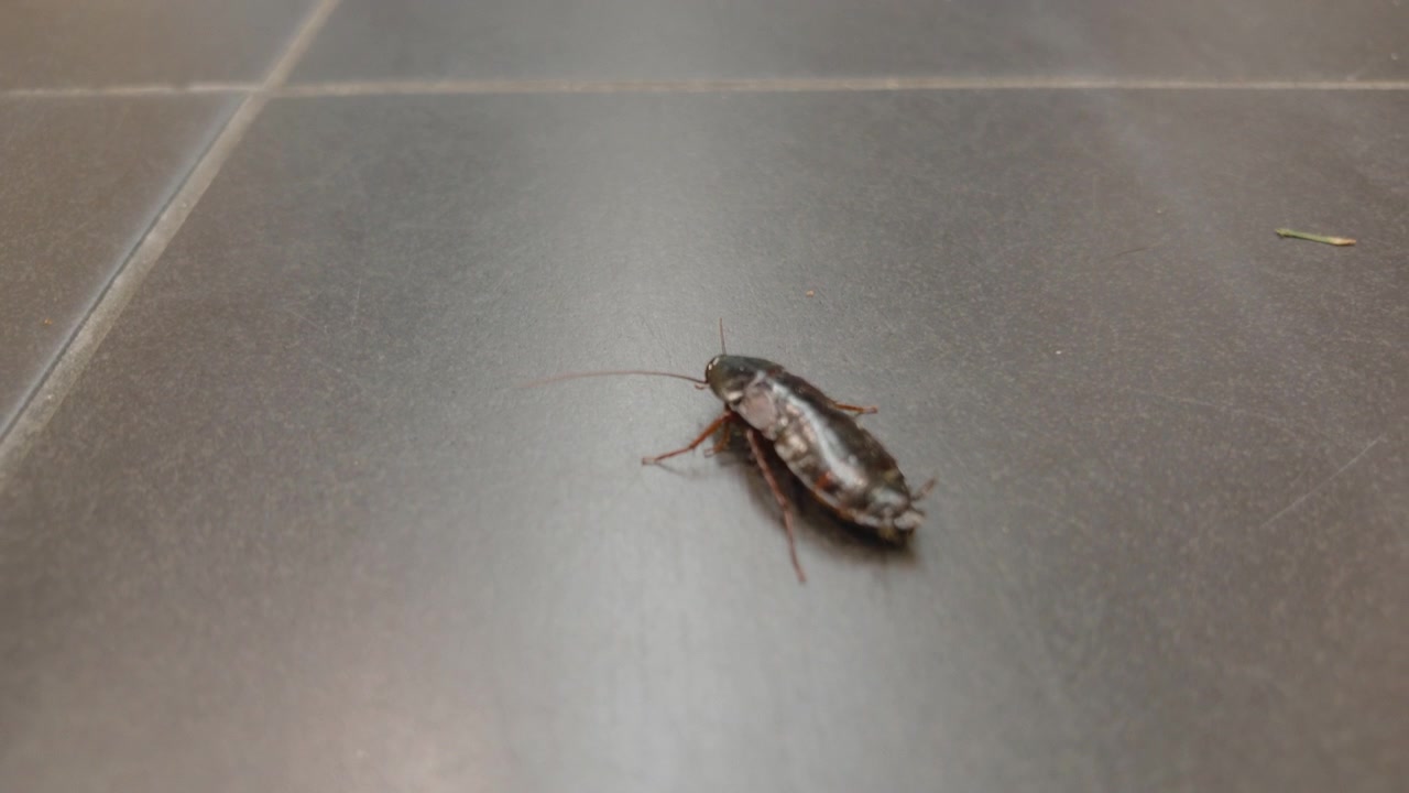 Close-up of a cockroach walking on a dark tiled floor, Cote d'Azur, France