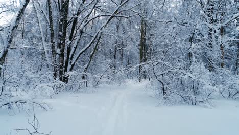 Ramas-Nevadas-En-El-Bosque.-Fondo-De-Hadas-De-Invierno