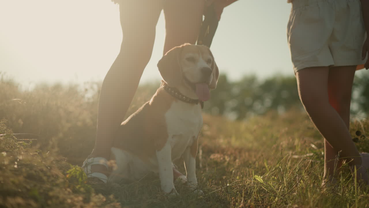 Beagle dog sitting beside owner leg on grassy field under bright sunlight, with another person standing close by with legs crossed, dog appears focused, tongue out, enjoying warm weather
