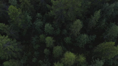 4k drone top down view of a big summer forest in sweden