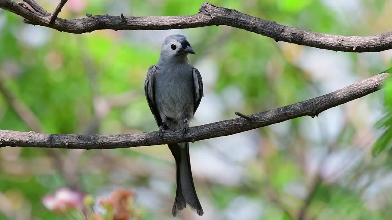 ashy drongo는 사람이나 동물이 닿기에는 멀고 곤충을 쉽게 잡아먹을 수 있는 가지에 높이 앉는 것을 좋아하는 태국으로의 촌스러운 정규 이주자입니다.