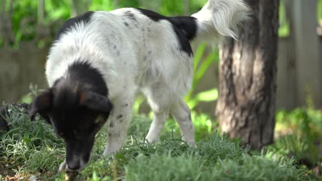 beautiful white little smart dog