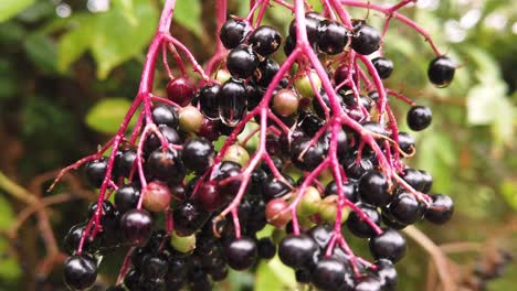 close up of a bunch of elderberries ,some not yet ripe and others fully ripe