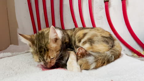 female calico cat eats placenta after giving birth to baby kitten