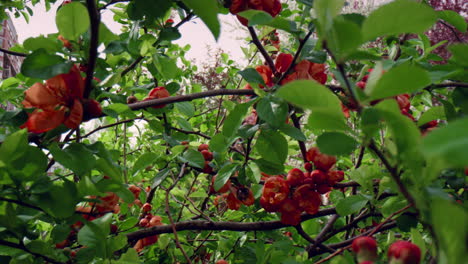 view of red tree flowers blossoming against cloudy sky with yellow bumblebee.