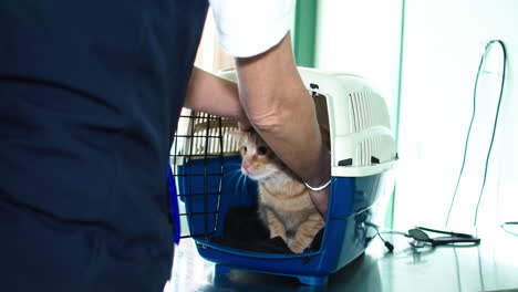 cat is taken out of the transport box and held on the vet's arm