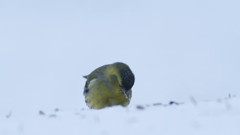 Siskin-Euroasiático-En-Comedero-Para-Pájaros-De-Invierno-Comiendo-Semillas-De-Girasol