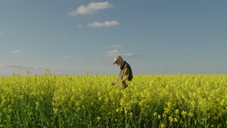 farmer inspecting rapeseed field