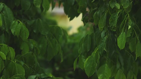 close-up-of-rainfall-in-on-leaves-forming-water-droplets,-raining-shower-in-the-forest