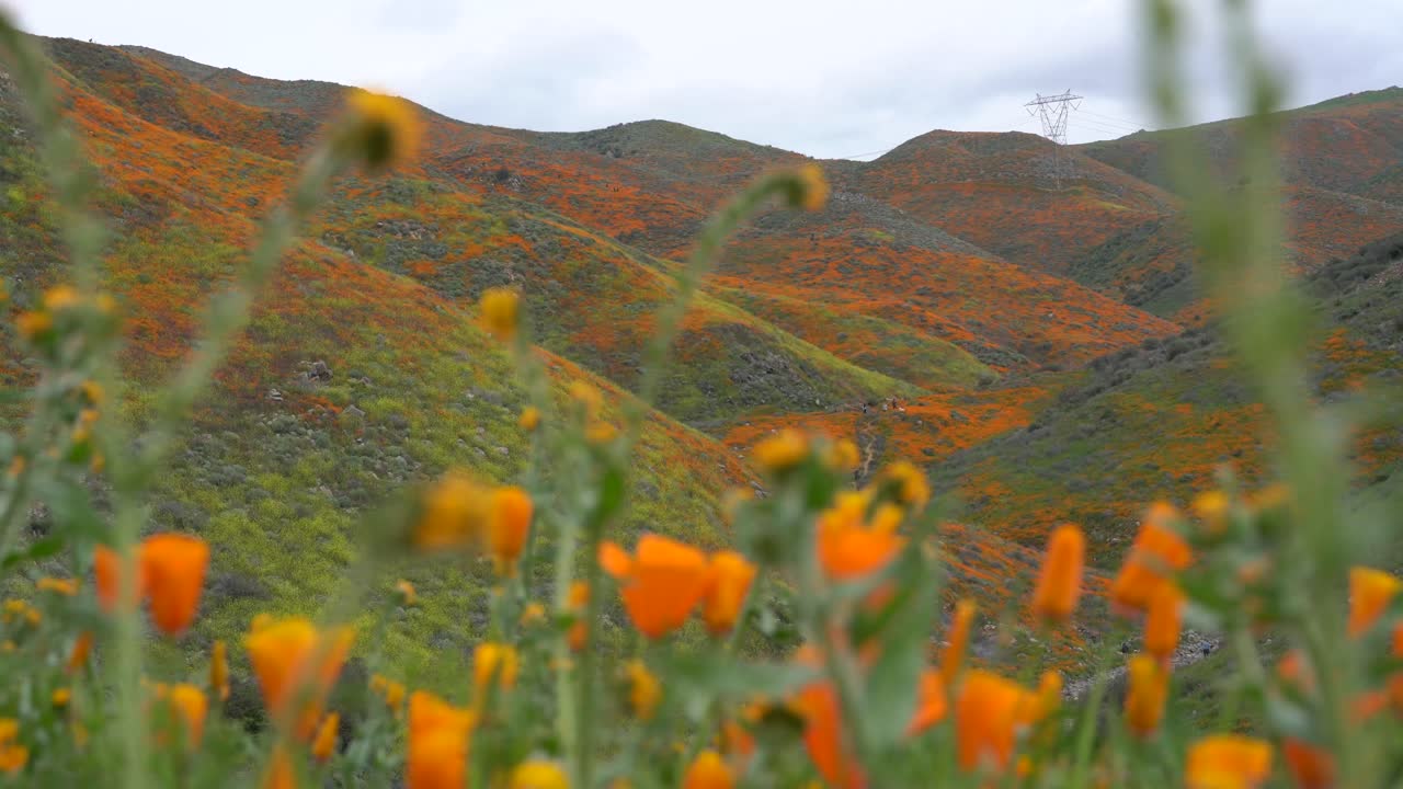 Poppy fields of Walker Canyon Lake Elsinore  2019  California