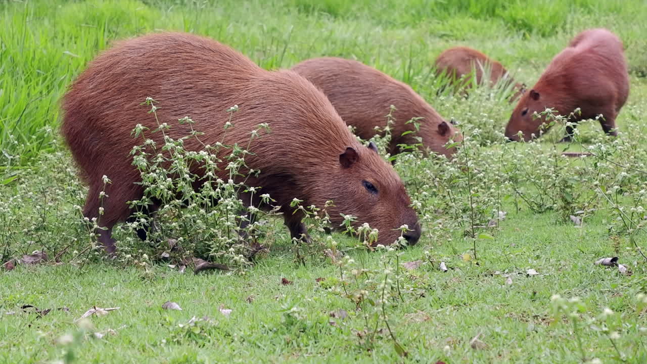 Closeup Capybara family graze green grass in Pantanal region, Brazil