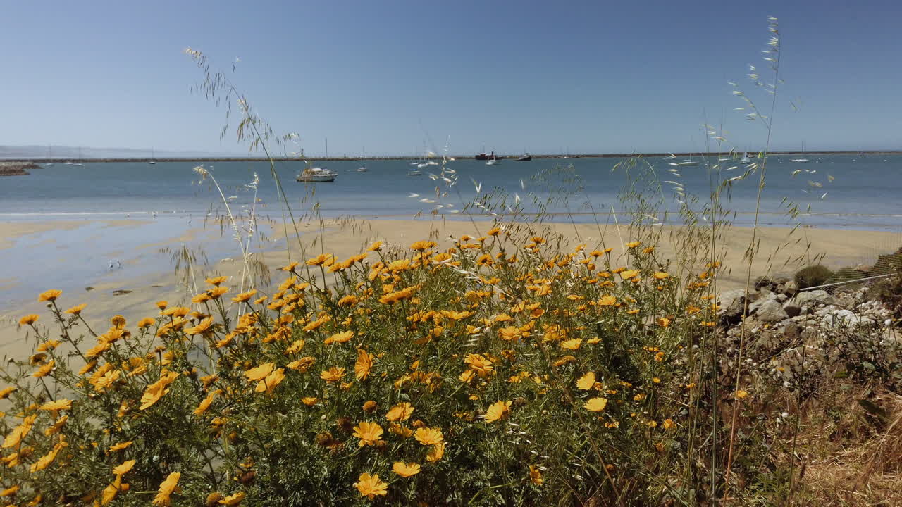 Fiori gialli ondeggiano delicatamente al vento con vista su un porto a Half Moon Bay, California