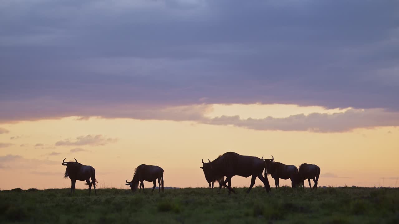 Slow motion av en gnuflock under dramatiska stormmoln under regnperioden, under en stormig orange himmel, den stora migrationen i Afrika från Masai Mara i Kenya till Serengeti i Tanzania