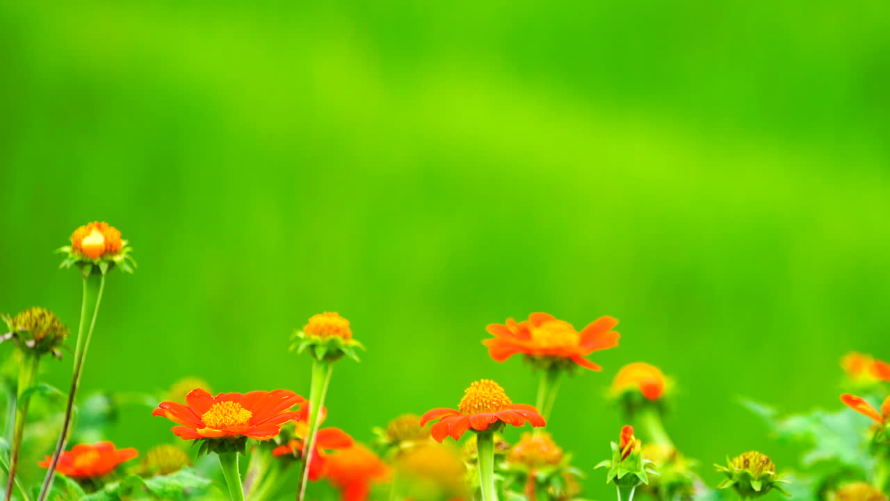 Red flower on green field background.