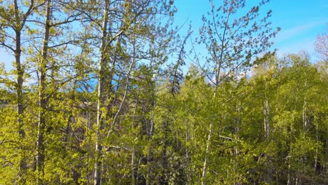 Ascending view of trees to reveal farmland and snow covered mountains in the background on a sunny morning