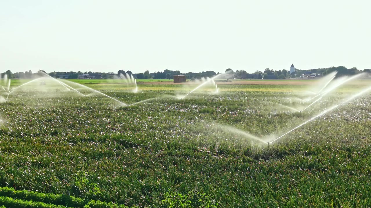 Arrosage des cultures par aspersion par une journée ensoleillée dans un champ verdoyant près d'une ferme