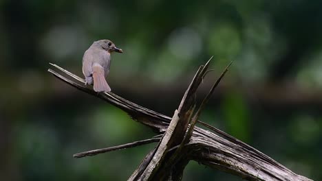 The-Hill-Blue-Flycatcher-is-found-at-high-elevation-habitat-it-has-blue-feathers-and-orange-like-breast-for-the-male,-while-the-female-is-pale-cinnamon-brown-and-also-with-transitioned-orange-breast