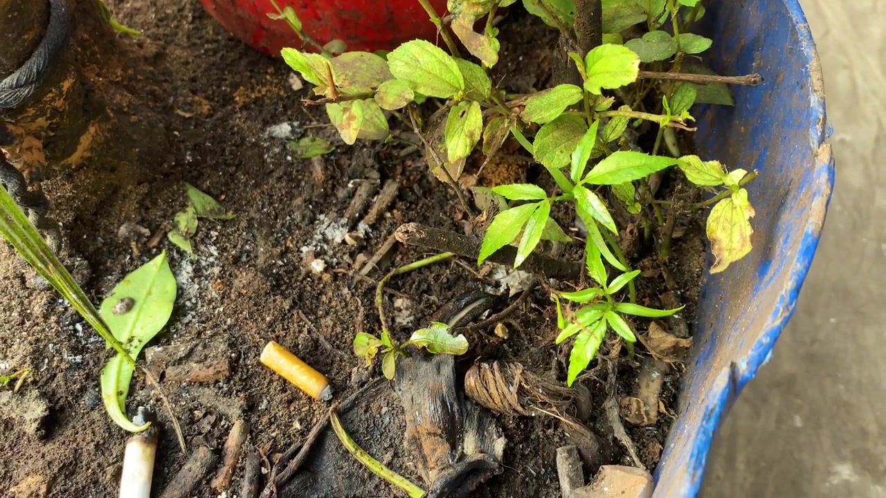 Discarded cigarette butts visible among plants, illustrating the harmful impact of cigarette litter on nature and the environment - close up