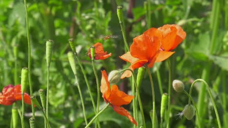 Schwebfliege-Schwebt-Um-Mohnblumen-Auf-Einer-Wiese,-Slowmo-Makro