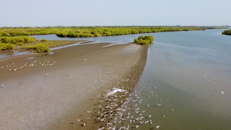 Flying-above-sea-gulls-resting-on-muddy-River-Gambia-bank-with-tourist-boat-sailing-in-the-background,-Kartong