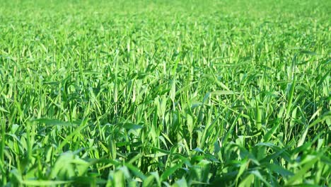 tight view of a young green wheat field in the wind