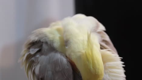 cockatiel images
