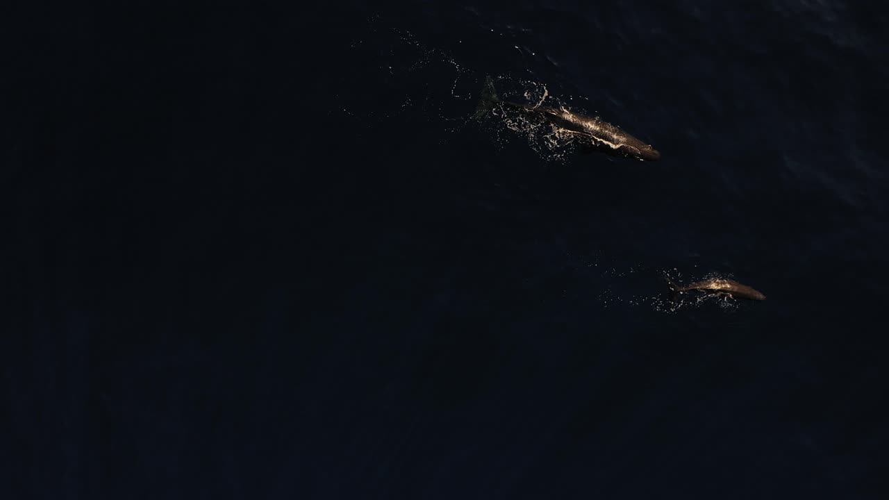 два кита плывут вместе в последних лучах заката, а под ними глубокий, темный и почти черный океан