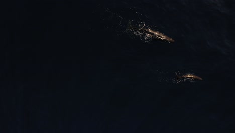 dos ballenas nadan juntas en los últimos rayos del atardecer con el océano profundo, oscuro y casi negro debajo de ellas