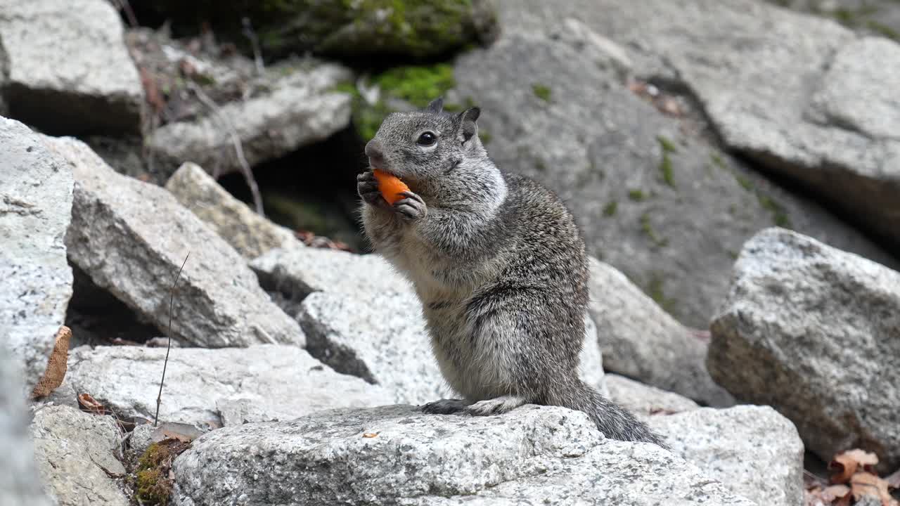 Primo piano di uno scoiattolo di terra che mangia cibo arancione sulle rocce