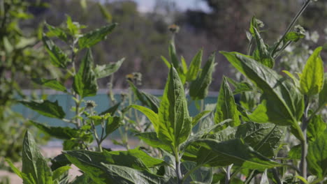 southern california plants in heavy winds