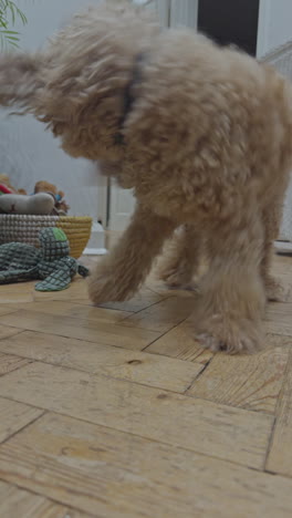 adorable toy poodle dog indoors relaxing in vertical