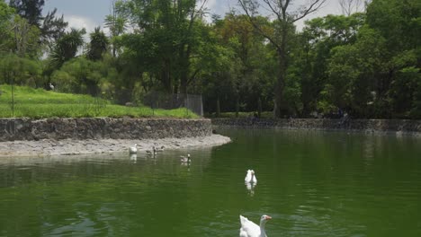 pond with some ducks eating