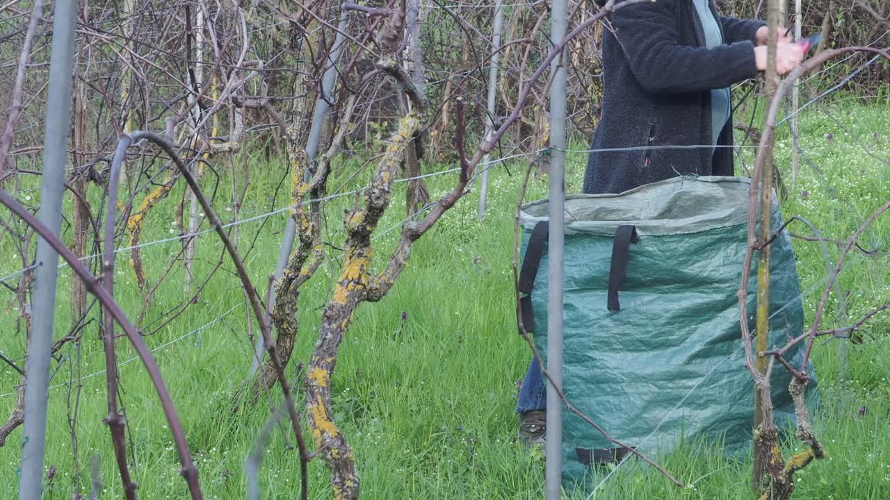Woman farmer trims grapevines in late winter using pruning shears in a vineyard, placing clippings in a green garden sack, surrounded by dormant vines with lichen trunks, real time, static framing