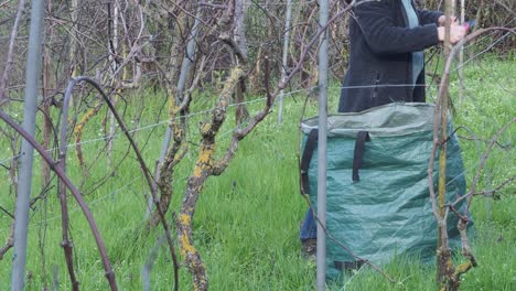 woman farmer trims grapevines in late winter using pruning shears in a vineyard, placing clippings in a green garden sack, surrounded by dormant vines with lichen trunks, real time, static framing