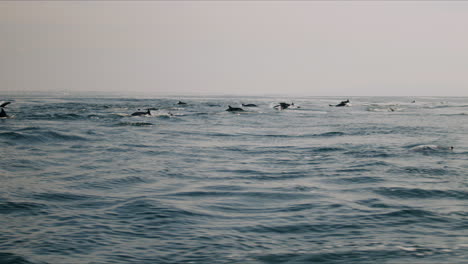 pod of dolphins swimming in the ocean