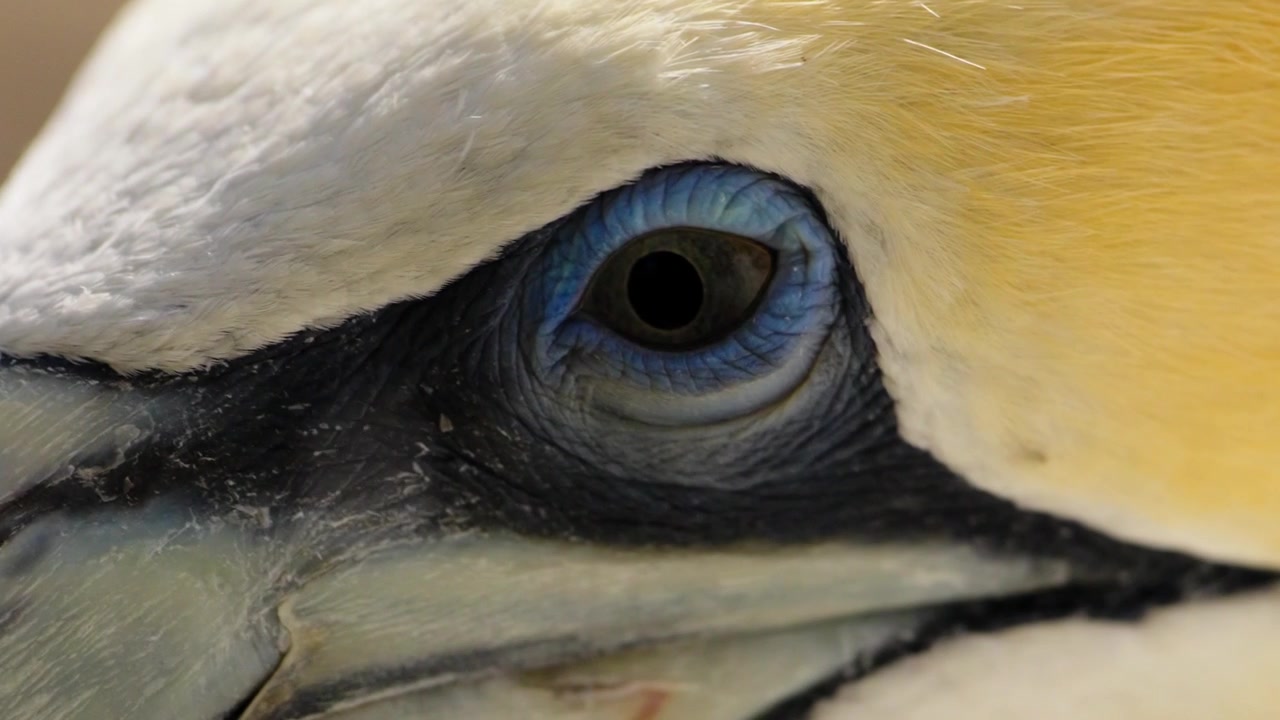 Ave ganso-patola-australiano (Morus serrator) em close-up extremo de olho azul.