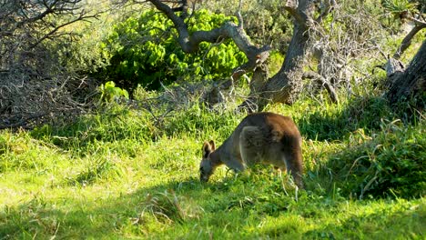 Paisaje-De-La-Isla-De-Stradbroke-Del-Norte,-Lugares-De-Turismo-Queensland-Australia