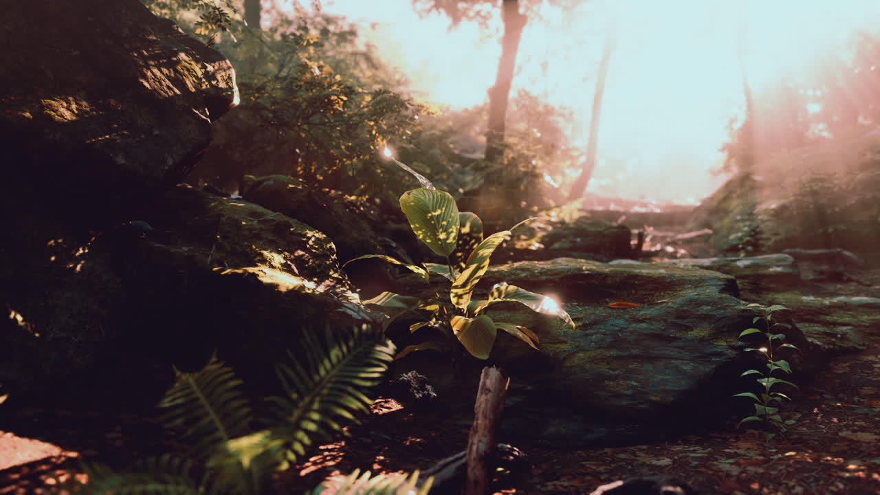 열대 숲 의 나무 들 을 통해 빛 이 필터링 된다