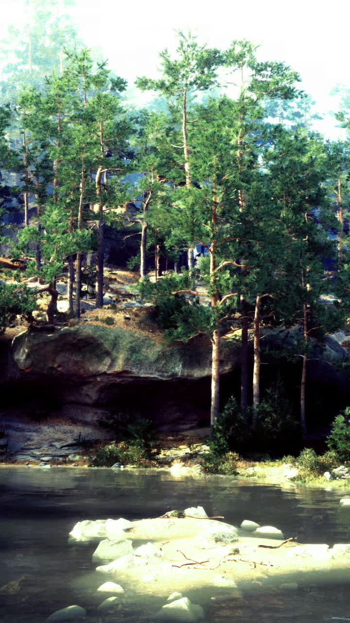 Scenic view of a serene forest and reflective pond in daylight