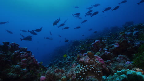 an incredible underwater footage of a huge school of fish peacefully swimming in the background of a colorful and vibrant reefscape